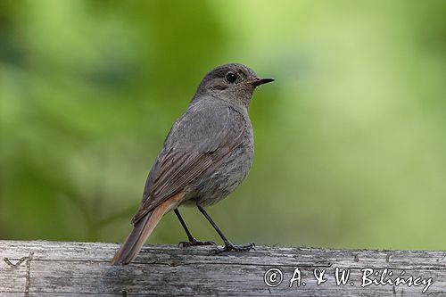 kopciuszek Phoenicurus ochruros