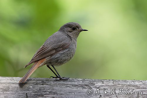 kopciuszek Phoenicurus ochruros