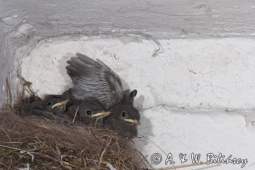 kopciuszek Phoenicurus ochruros pisklęta, gniazdo, lekcje latania