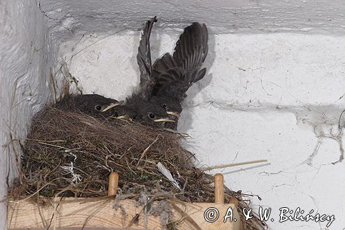 kopciuszek Phoenicurus ochruros pisklęta, gniazdo, lekcje latania