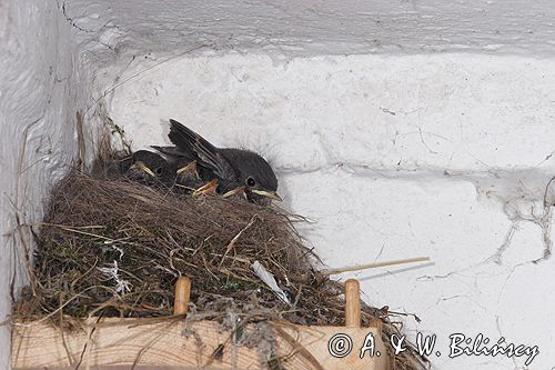 kopciuszek Phoenicurus ochruros pisklęta, gniazdo, karmienie