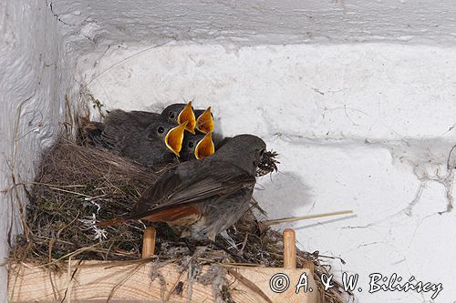 kopciuszek Phoenicurus ochruros pisklęta, gniazdo, karmienie