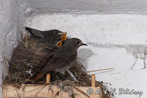 kopciuszek Phoenicurus ochruros pisklęta, gniazdo, karmienie