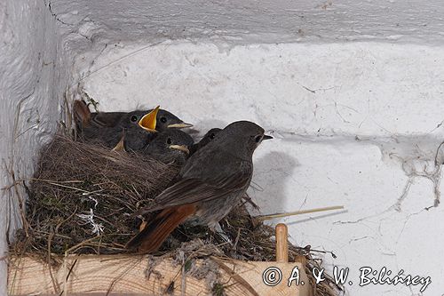 kopciuszek Phoenicurus ochruros pisklęta, gniazdo, karmienie