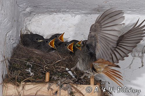 kopciuszek Phoenicurus ochruros pisklęta, gniazdo, karmienie