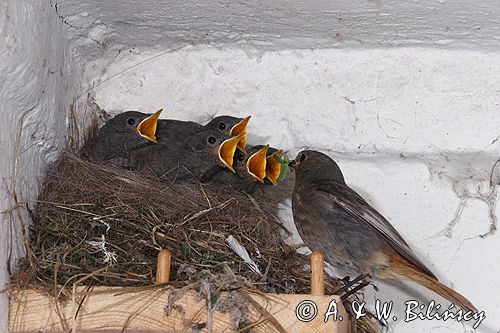 kopciuszek Phoenicurus ochruros pisklęta, gniazdo, karmienie