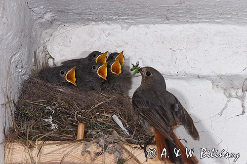 kopciuszek Phoenicurus ochruros pisklęta, gniazdo, karmienie