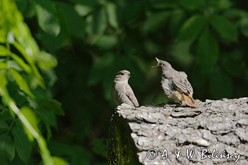 kopciuszek Phoenicurus ochruros, pisklęta po wylocie z gniazda, karmienie