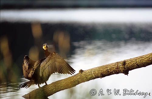 Kormoran Phalacrocorax carbo)