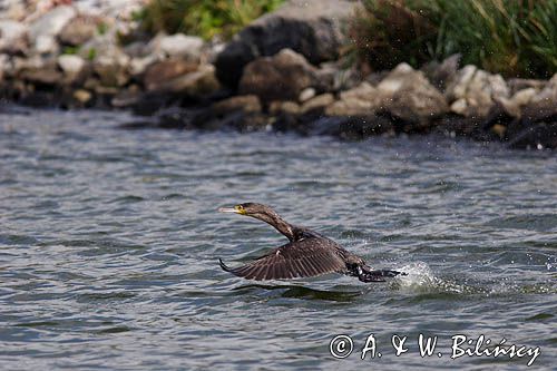 Kormoran czarny Phalacrocorax carbo)