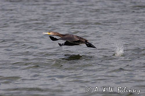 Kormoran czarny Phalacrocorax carbo)