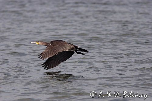 Kormoran czarny Phalacrocorax carbo)