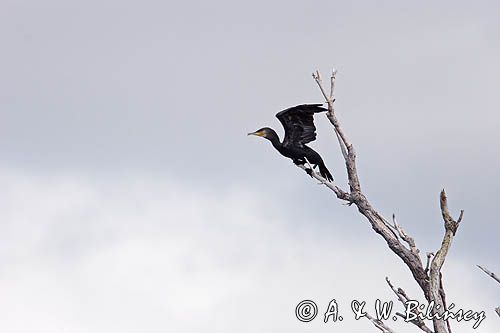 Kormoran czarny Phalacrocorax carbo)