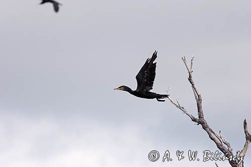 Kormoran czarny Phalacrocorax carbo)