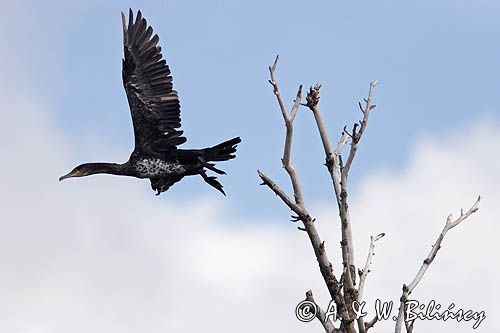 Kormoran czarny Phalacrocorax carbo)