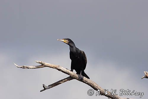 Kormoran czarny Phalacrocorax carbo)