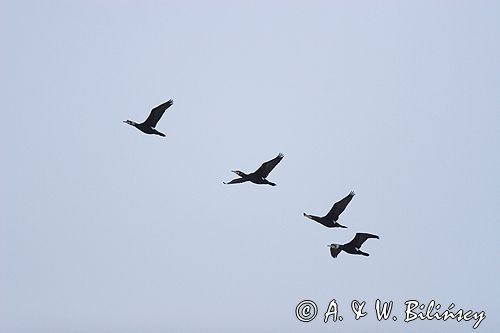 kormoran czarny Phalacrocorax carbo