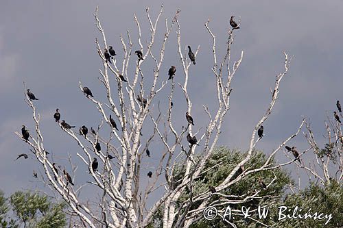 Kormoran czarny Phalacrocorax carbo) kolonia