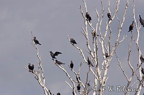 Kormoran czarny Phalacrocorax carbo) kolonia