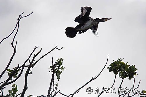 Kormoran czarny Phalacrocorax carbo) kolonia