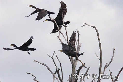 Kormoran czarny Phalacrocorax carbo) kolonia