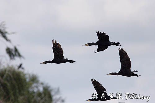 Kormoran czarny Phalacrocorax carbo) kolonia