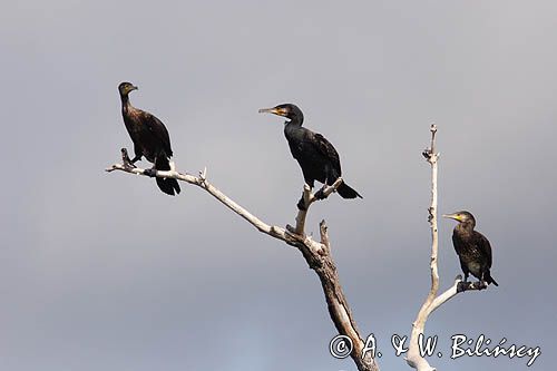 Kormoran czarny Phalacrocorax carbo) kolonia