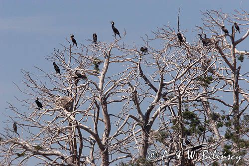 Kormoran czarny Phalacrocorax carbo) kolonia