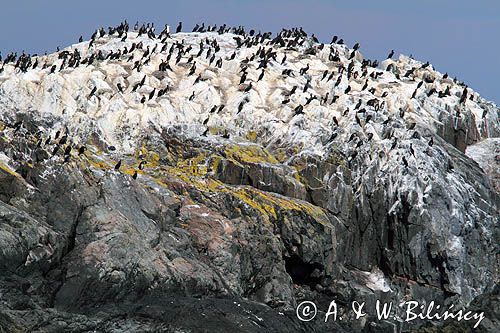 Kolonia kormoranów, Południowa Norwegia, Skagerrak, kormoran czarny Phalacrocorax carbo