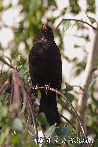 kos Turdus merula) śpiewający samiec