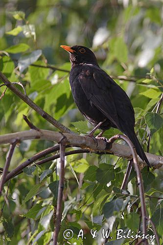 kos Turdus merula) śpiewający samiec