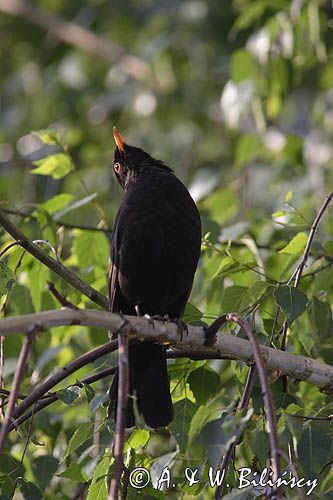 kos Turdus merula) śpiewający samiec