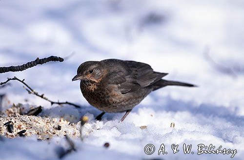 kos samica turdus merula