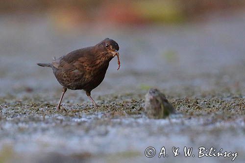 kos, Turdus merula, samica