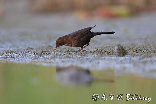 kos, Turdus merula, samica