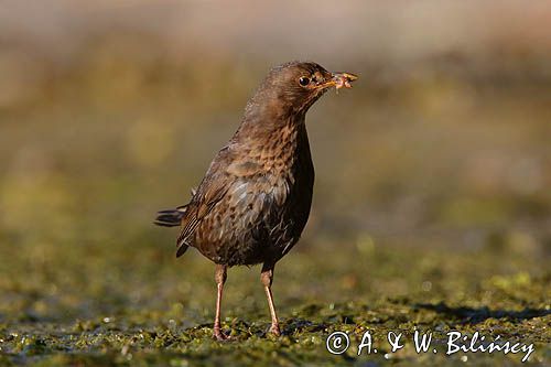 kos, Turdus merula, samica