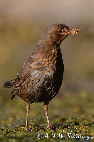 kos, Turdus merula, samica