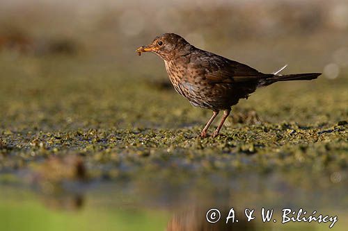 kos, Turdus merula, samica