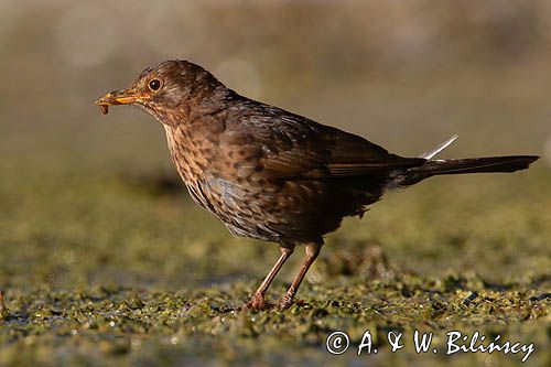 kos, Turdus merula, samica