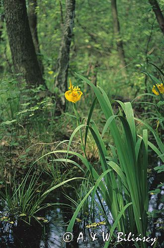 kosaciec żółty Iris pseudoacorus