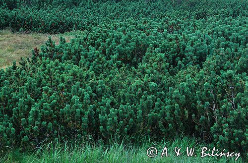 kosodrzewina, Pinus mugo, sosna górska, Krępulec, Kozodrzew, kosówka