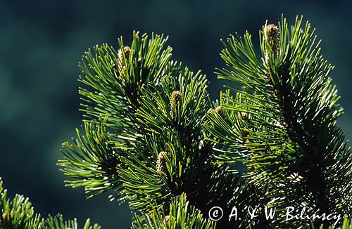 kosodrzewina, Pinus mugo, sosna górska, Krępulec, Kozodrzew, kosówka