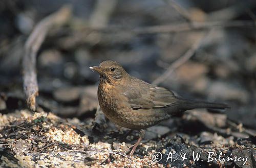 kos, samica, Turdus merula