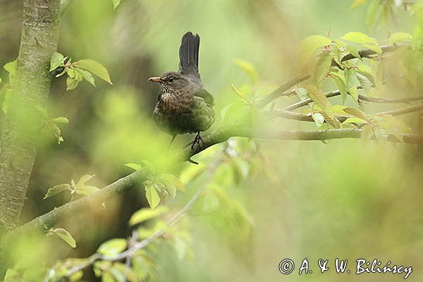 Kos, Turdus merula, samica