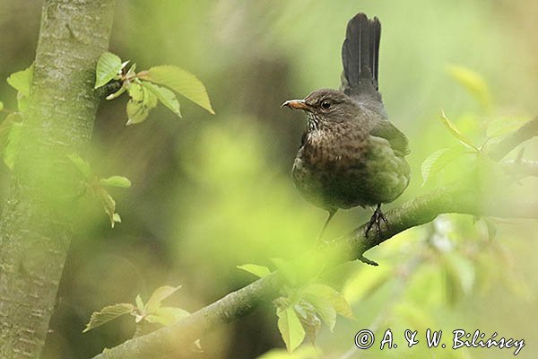 Kos, Turdus merula, samica