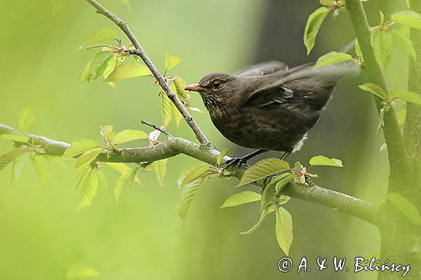 Kos, Turdus merula, samica