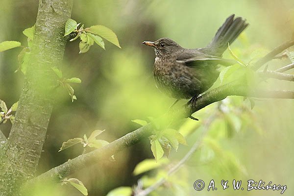 Kos, Turdus merula, samica