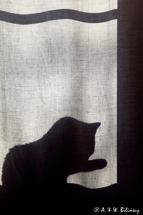 cień kota na zasłonie w oknie