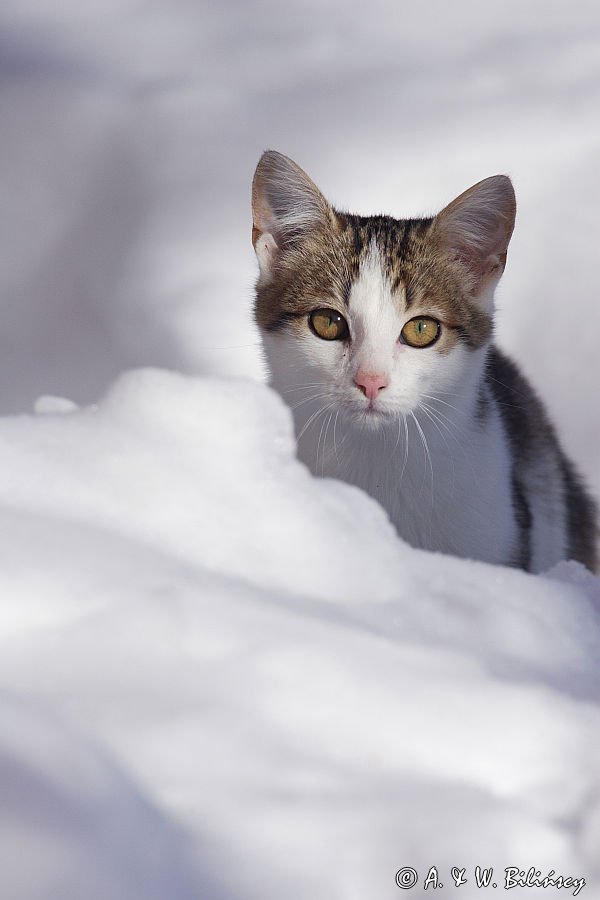 kotek Miłkotek na śniegu