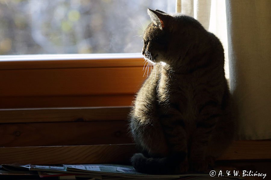 Kot w oknie, Bieszczady